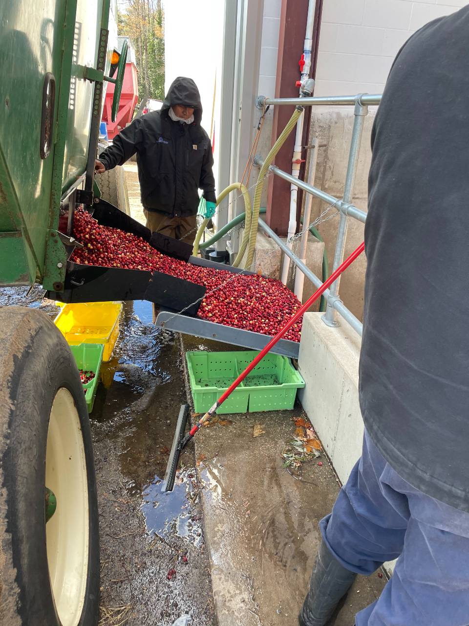 Loading Cranberries to Wash
