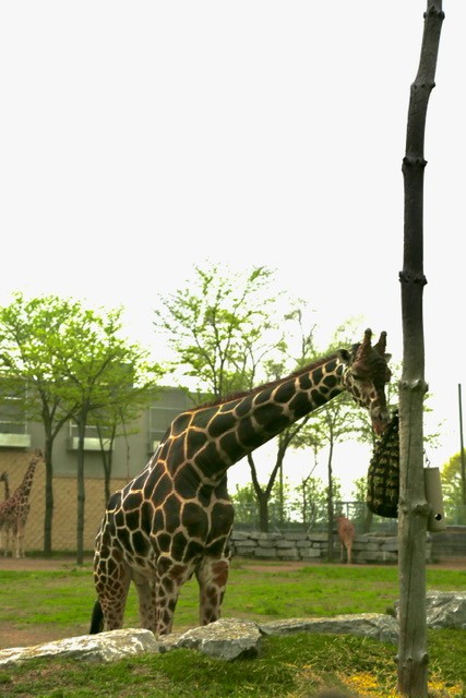 detroit_zoo_giraffe.jpg