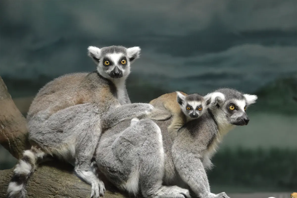 Lemurs at the Potter Park Zoo